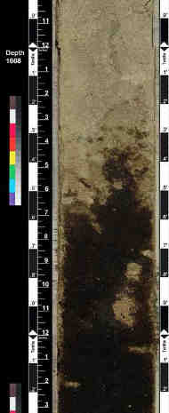 Photograph of a core with a shale and an oily shaly sand